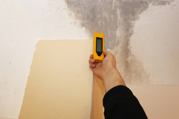 Best Comprehensive Air Testing for Mold Contaminants  in Kenneth City, FL