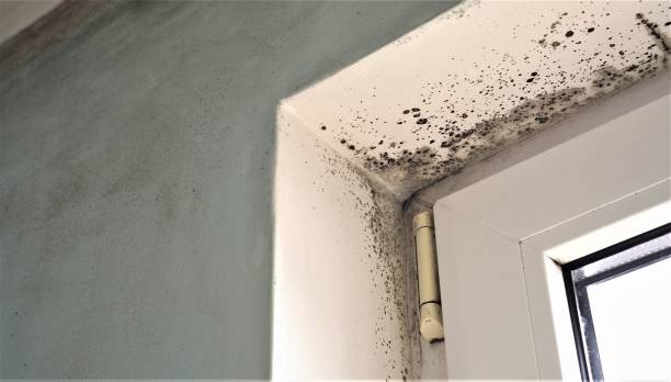 Best Basement Mold Removal  in Kenneth City, FL