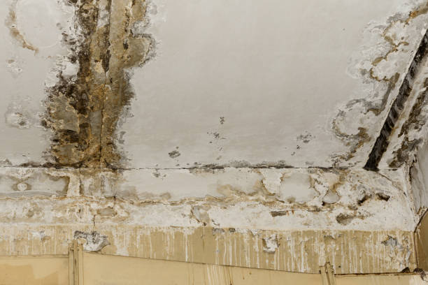 Best Forensic Mold Investigation  in Kenneth City, FL