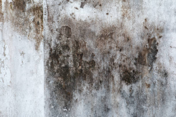 Best Attic Mold Removal  in Kenneth City, FL