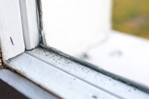 Best Industrial Mold Remediation  in Kenneth City, FL