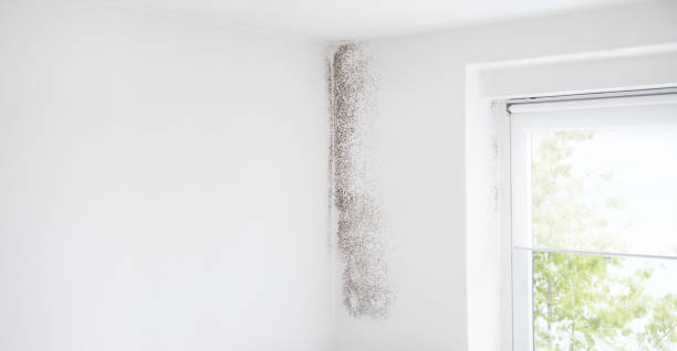 Best Mold Removal for HVAC Installations  in Kenneth City, FL