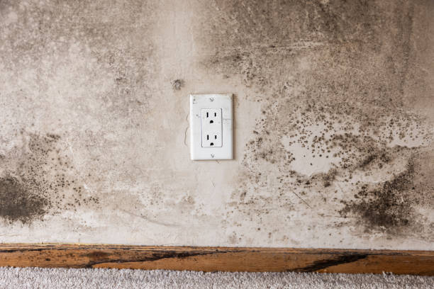 Best Attic Mold Removal  in Kenneth City, FL