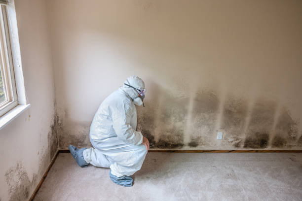 Best Real Estate Mold Inspection  in Kenneth City, FL